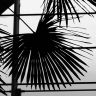 Winter Garden - Palm